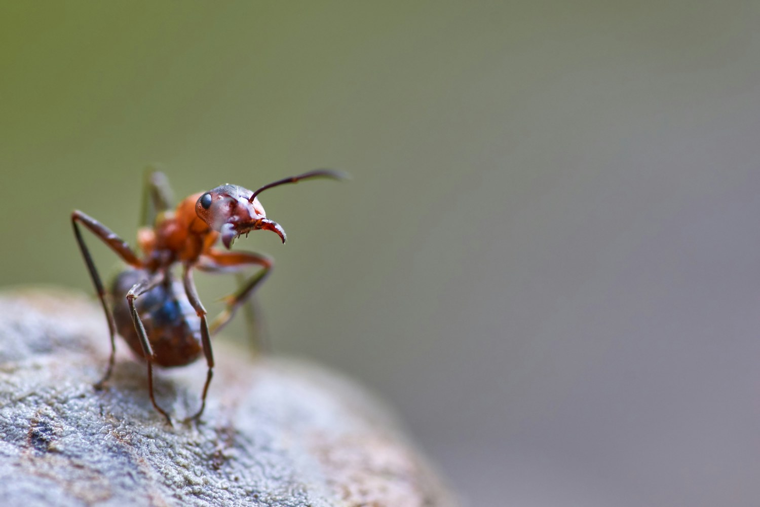 Close-up of an ant standing on a rock